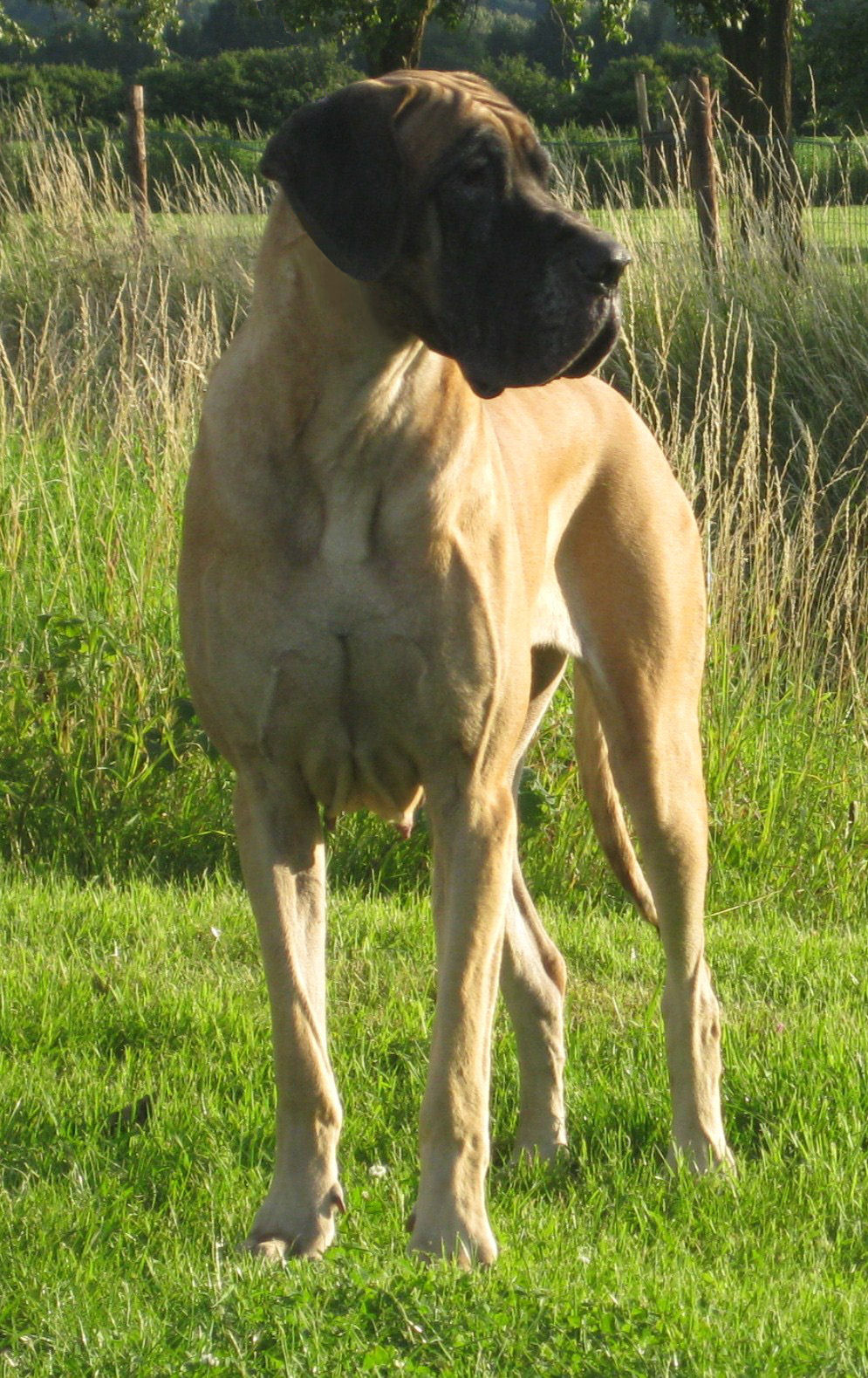 Shanti ( Tirana vom Dünnerland)